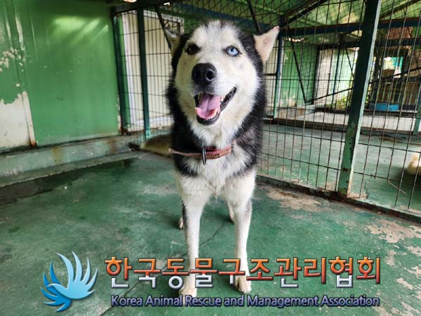 한국동물구조관리협회_441560202401187